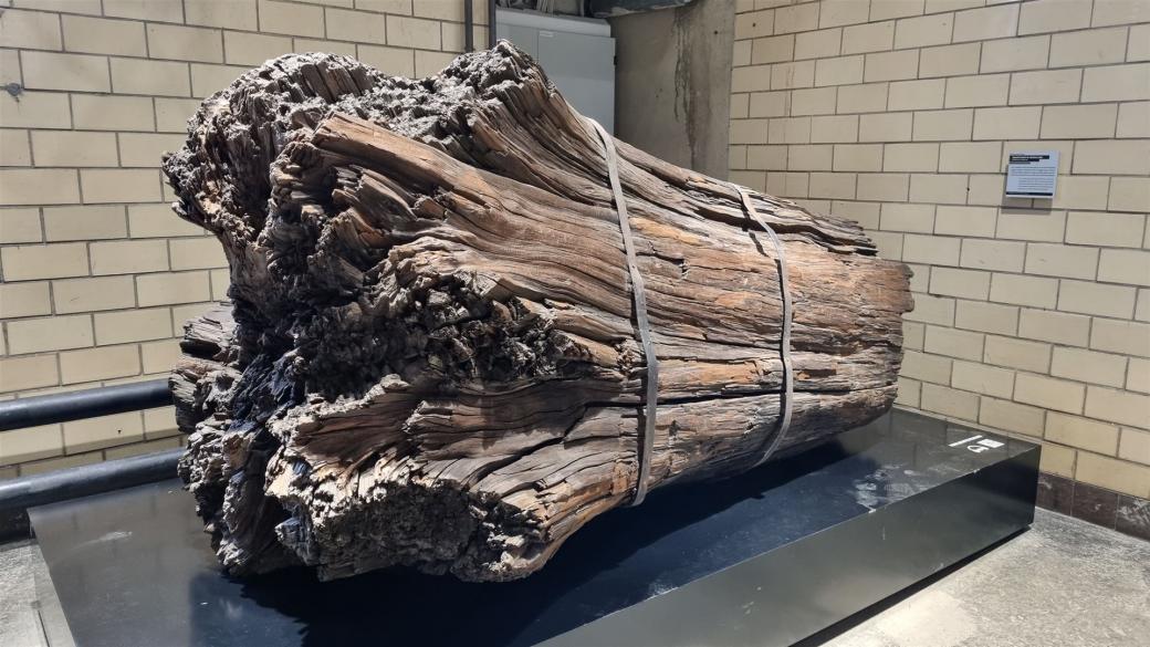 12 Millionen Jahre alter Baumstamm