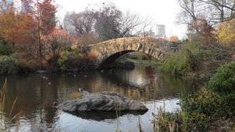 NewYork112016